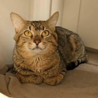 TEMOE QCT, chat à adopter