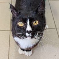 Séraphin, chat à adopter