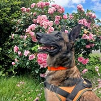 OSLO, chien à adopter