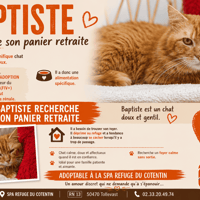 BAPTISTE, chat à adopter