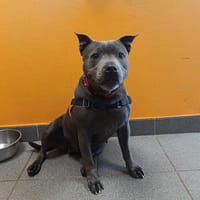 PEPSY, chienne à adopter