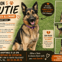 TOUTIE, chien à adopter