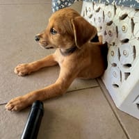 Loki, le beau toutou, chien à adopter