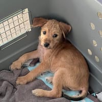 Noisette, la super louloute, chienne à adopter