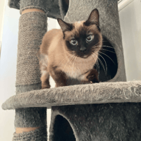 REINA, chatte à adopter