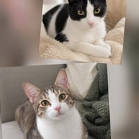 YOUNA et ZELDA, chatte à adopter