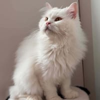 DABOO, chat à adopter