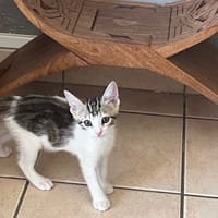 RONALDO, chat à adopter