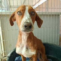ORSON (Union Animal), chien à adopter