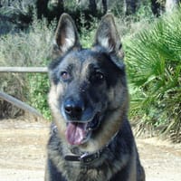 APOLO (Union Animal), chien à adopter