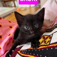 SAORI/SHIRYU/SHUN À ADOPTER PAR DEUX OU SEUL SI DEJA UN CHAT CHEZ VOUS, chatte à adopter