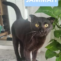 JAMMAH A ADOPTER AVEC UN CHAT DEJA PRÉSENT CHEZ VOUS, chat à adopter