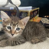 LOUNA, chatte à adopter