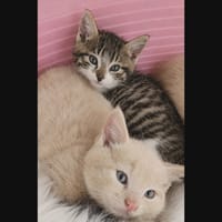 GUCCI et MALIBU, chat à adopter