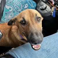 CIEL, Berger créole femelle, chienne à adopter