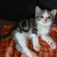 IVAR, chat à adopter