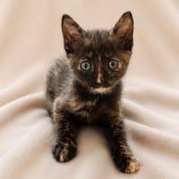 LUCETTE, chatte à adopter