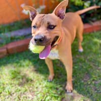 Omy, Mâle, X Berger, né le 31/01/2024 🐶, chien à adopter
