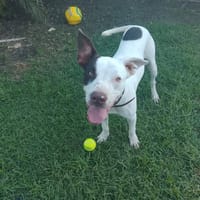 Neo, Mâle, X Berger, né le 01/01/2025 🐶, chien à adopter