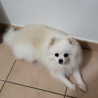 LINA, Spitz femelle, chienne à adopter