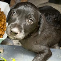 NYMEA, chiot femelle Berger Créole, chienne à adopter
