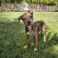 Douce, Femelle, X Berger, née le 23/02/2026, chienne à adopter