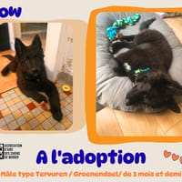 Bow, chien à adopter