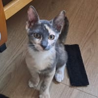 BABETH Chaton femelle type européen, chatte à adopter
