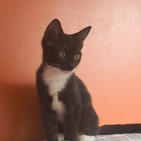 BAGHERRA, chaton femelle type européen, chatte à adopter