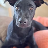 LOCKY, Chiot mâle Croisé Labrador, chien à adopter