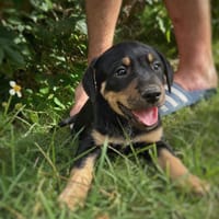 ORION, chiot mâle Berger Créole, chien à adopter