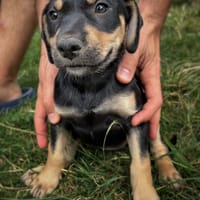 AELYS, chiot femelle Berger Créole, chienne à adopter
