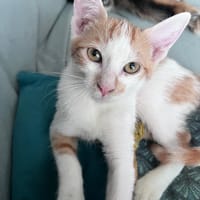 LEVI, chaton créole mâle, chat à adopter
