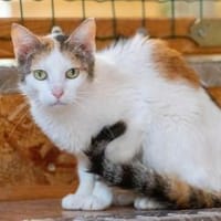 Zora, Katze zur Adoption