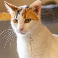 Nika, Katze zur Adoption