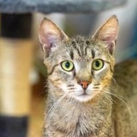 Luca, Kater zur Adoption
