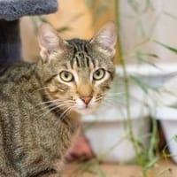 Matei, Kater zur Adoption