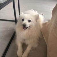 Lerne Hugo in Deutschland kennen!, Hund zur Adoption