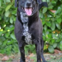 Labradormischling Pauli sucht Familie, Hund zur Adoption