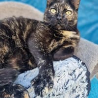 Menschenbezogene Katze Esmiralda, Katze zur Adoption
