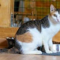 Anca, Katze zur Adoption