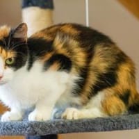 Ruxi, Katze zur Adoption