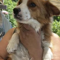 Benji, auf der Suche nach dem Glück, Hund zur Adoption