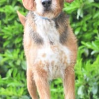 Witziger Tim sucht liebe Familie, Hund zur Adoption