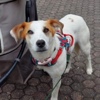 Notfall  Miki! Ein  ❤ auf drei Pfoten, Hund zur Adoption