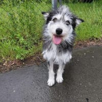 Poppy, Hündin zur Adoption