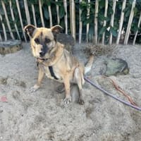 Rose die dankbare Seele 🐾, Hündin zur Adoption