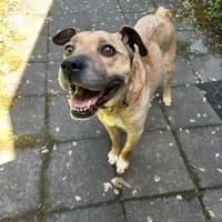 Tammy, Hündin zur Adoption