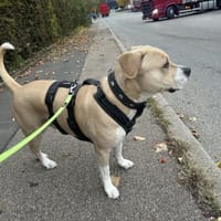 Vermittlungshilfe  Pablo, Hund zur Adoption