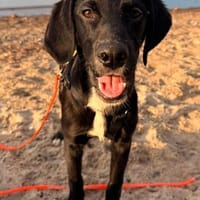 Elino  wartet bereits in 18059 Rostock, Hund zur Adoption